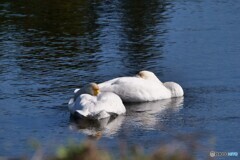 白鳥さんがやって来た　