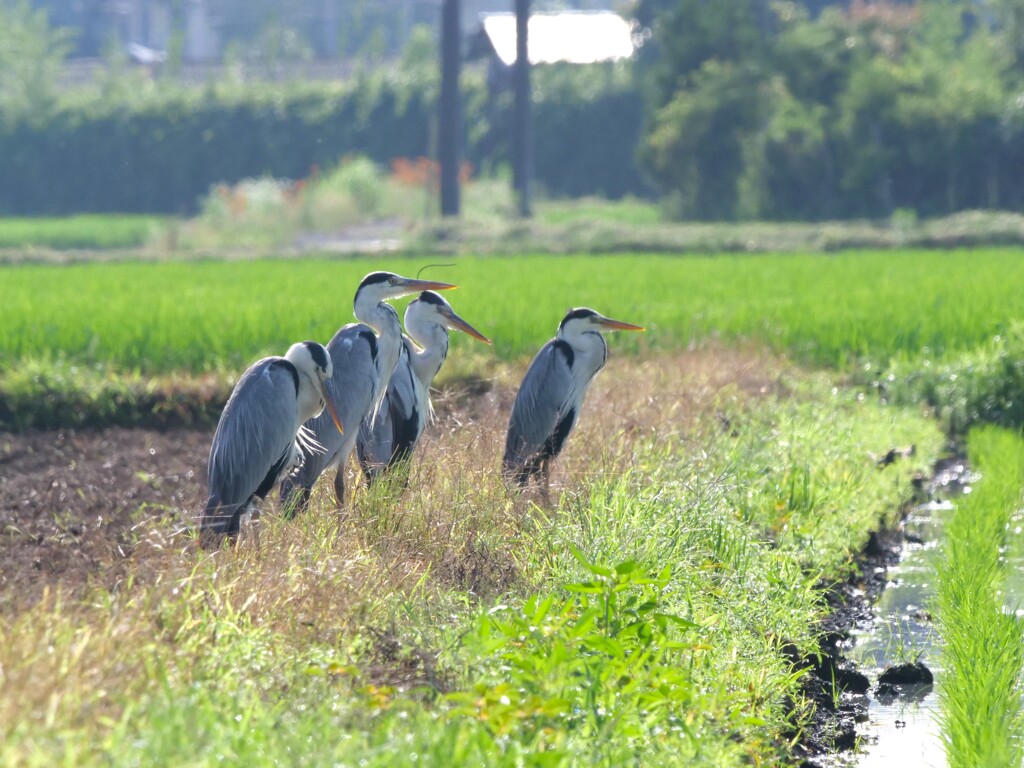 アオサギさんの日光浴