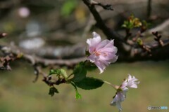 秋彼岸に桜色