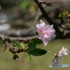 秋彼岸に桜色