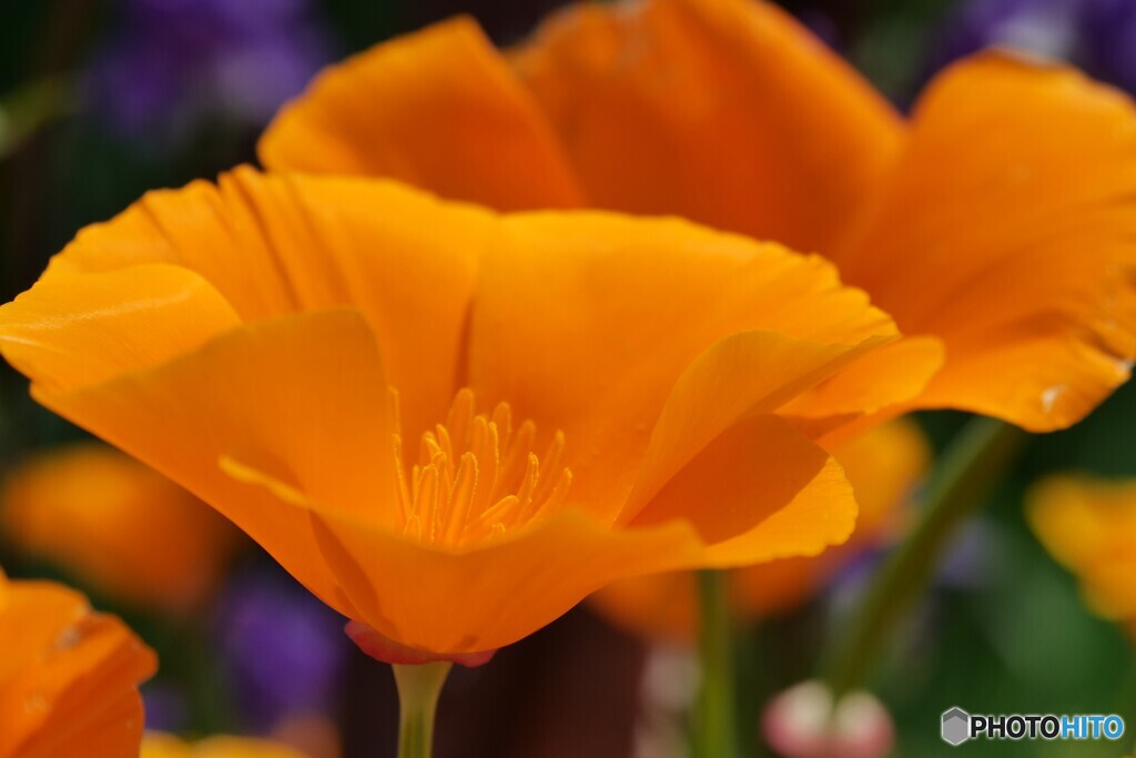 California Poppy