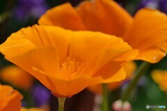 California Poppy