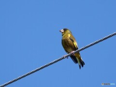 カワラヒワさん