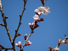 待ち遠しい桜の季節