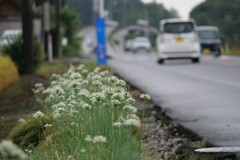 路傍の韮