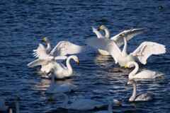 ざわめく白鳥たち