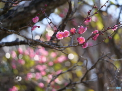 紅梅
