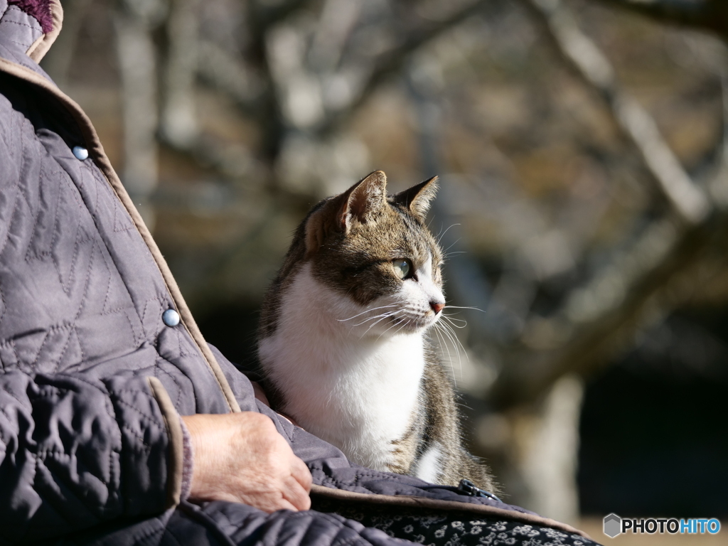 公園の猫