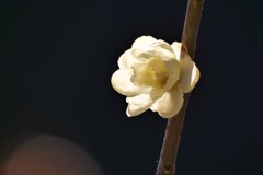 蝋梅