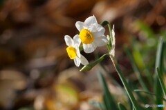 うららかな日に水仙咲く 2/2