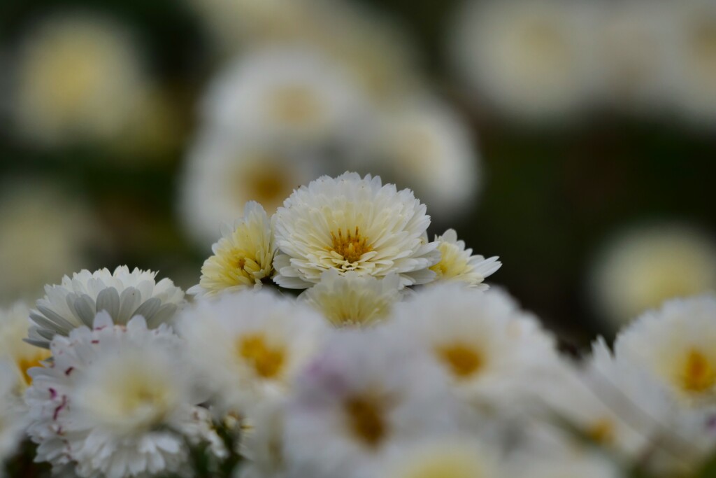 道端の花