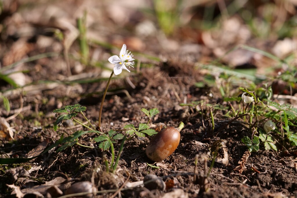 どんぐりと梅花黄連