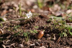 どんぐりと梅花黄連