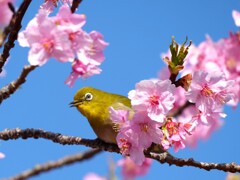 歌うメジロさん