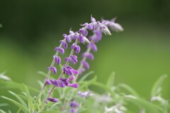 登り藤に見えました