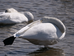 今日はお休みです
