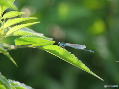 朝の目覚め