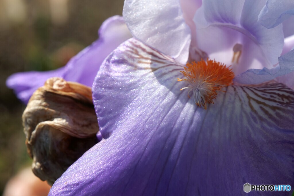 Sexual Violet No.1