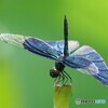 夏色の風と陽ざしと