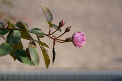 バラの息吹