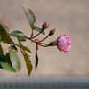 バラの息吹