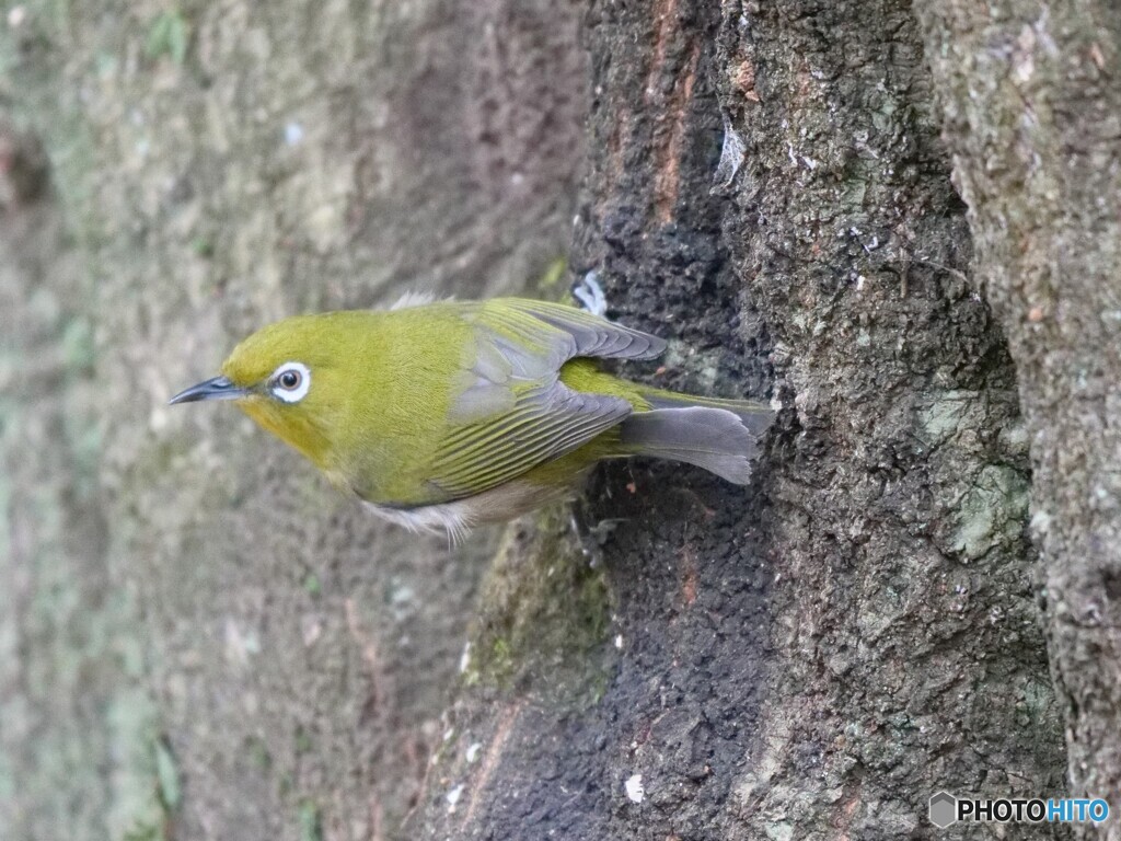 メジロさん