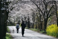 午後の散歩