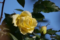 元気を授けてくれる花たち