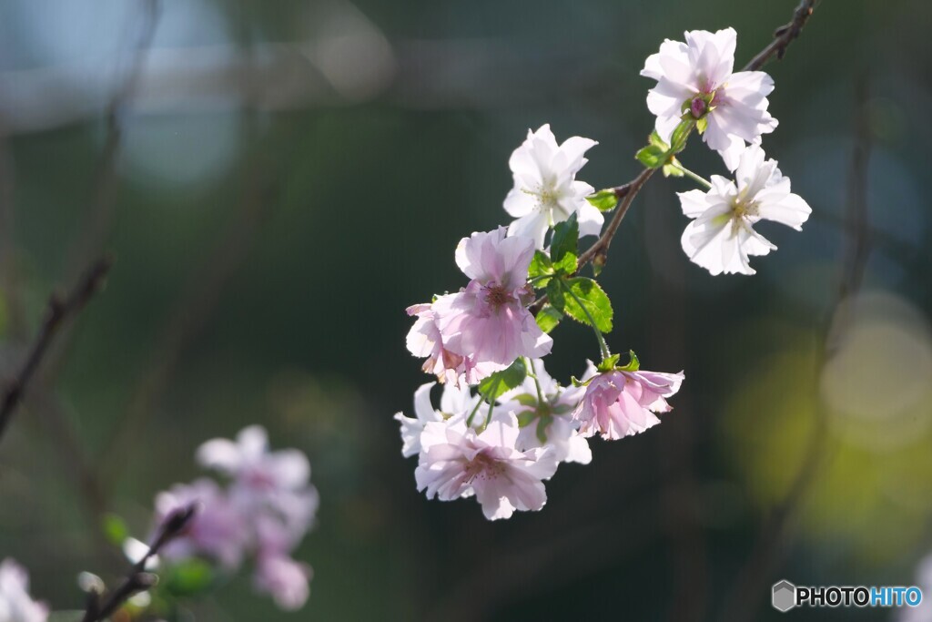 秋分に咲く桜