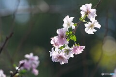 秋分に咲く桜