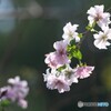 秋分に咲く桜