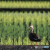 早朝のカルガモさん