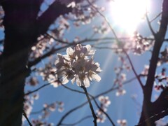 春の日差し