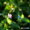 ユウゲショウ