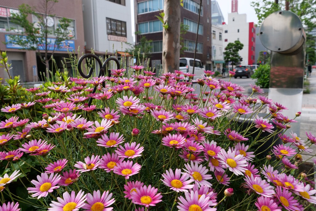 街に飾る花