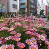 街に飾る花