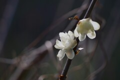蝋梅
