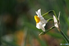 うららかな日に水仙咲く 1/2