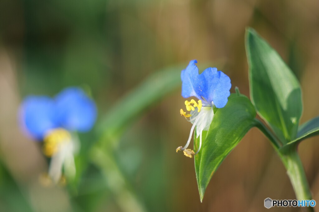 ちいさな花