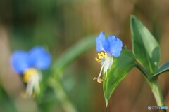 ちいさな花