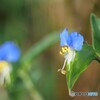 ちいさな花