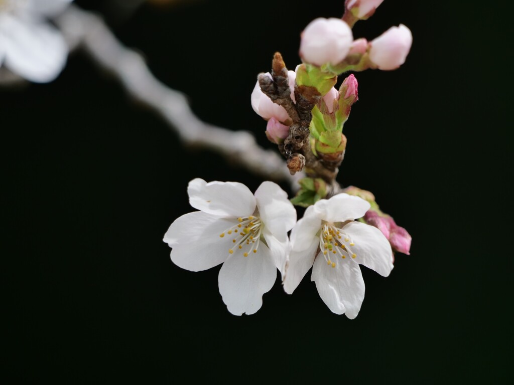 白桜