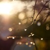 朝の雫