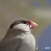 Pikoちゃん