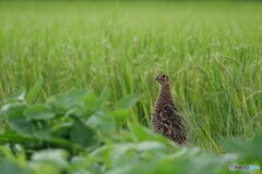 キジのママさん