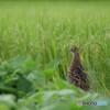 キジのママさん