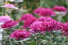 菊花展にて