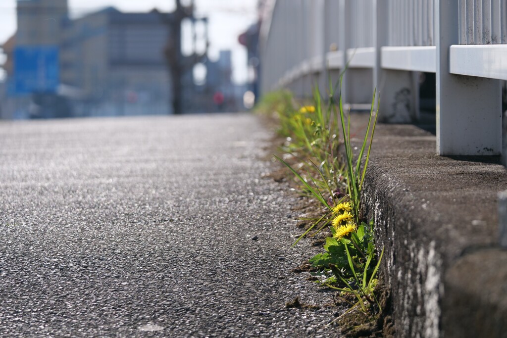 路傍