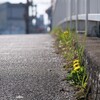 路傍