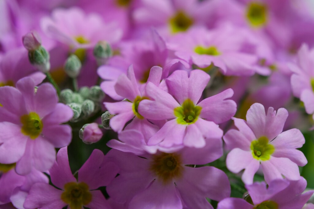 今朝のプリムラ